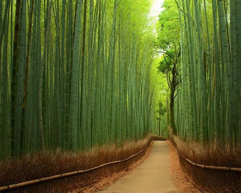  La Forêt de Bambous Céleste : Des Pics de Roche Fantastiques en Plénitude Naturelle!