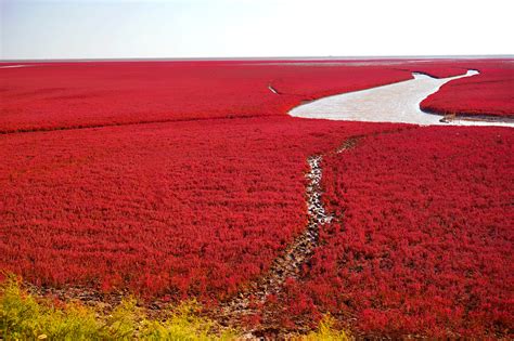  Le Lac Rouge de Panjin : Un Miroir Rosâtre pour les Âmes Aventurières !