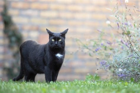 プライベートレッスン：なぜ猫は時々哲学者になるのか？